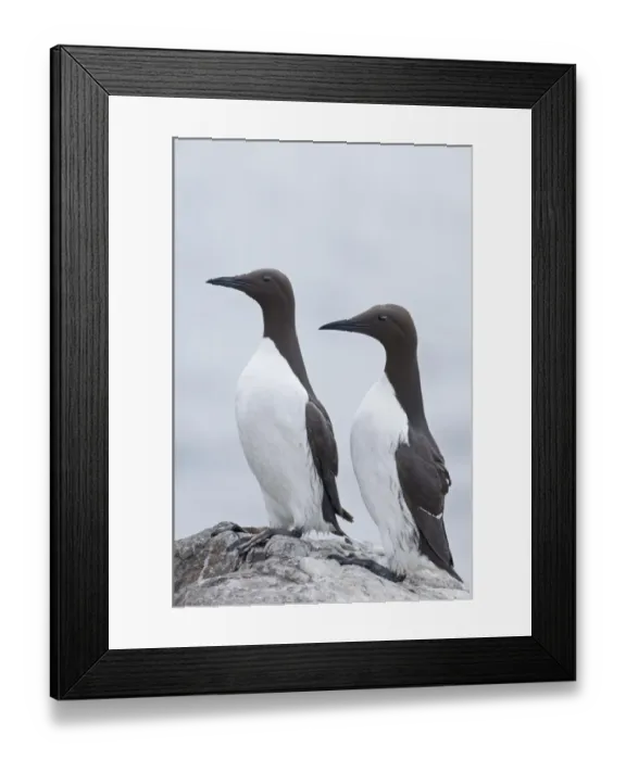 Framed Print : Guillemot Uria aalge pair at breeding colony Inner Farne Farne Islands Northumberland Framed Print : Guillemot Uria aalge pair at breeding colony Inner Farne Farne Islands Northumberland