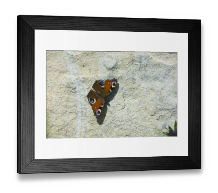Framed Print : Peacock Butterfly Inachis io sunning on garden wall UK spring Framed Print : Peacock Butterfly Inachis io sunning on garden wall UK spring