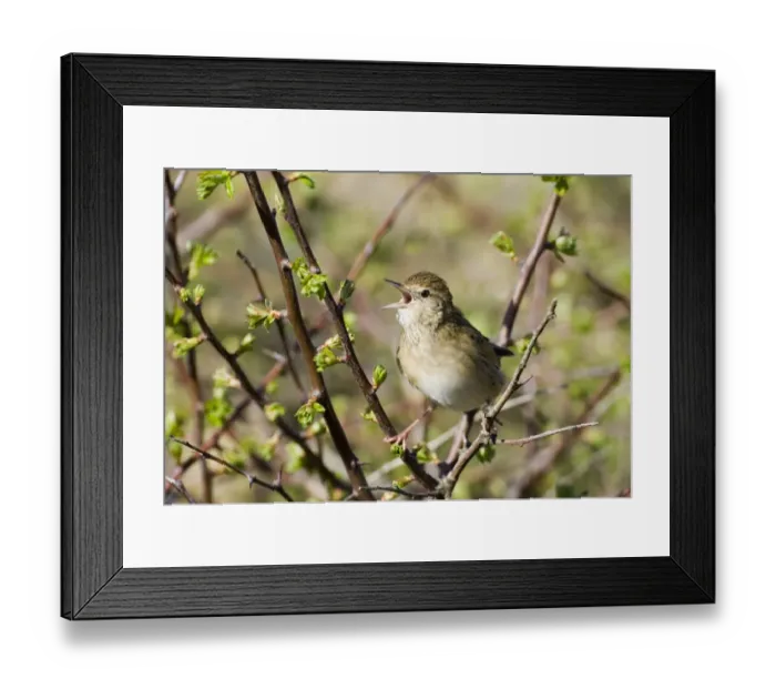 Framed Print : Grasshopper Warbler Locustella naevia Northumberland May Framed Print : Grasshopper Warbler Locustella naevia Northumberland May