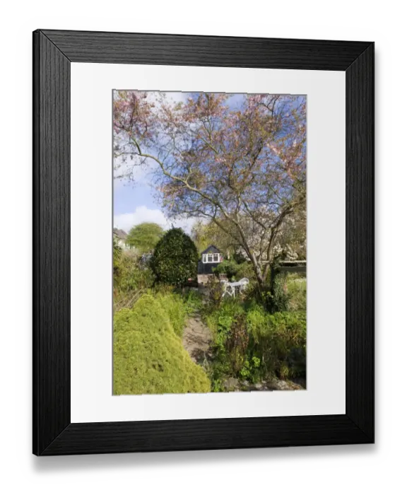 Framed Print : Suburban garden in spring Kent Framed Print : Suburban garden in spring Kent