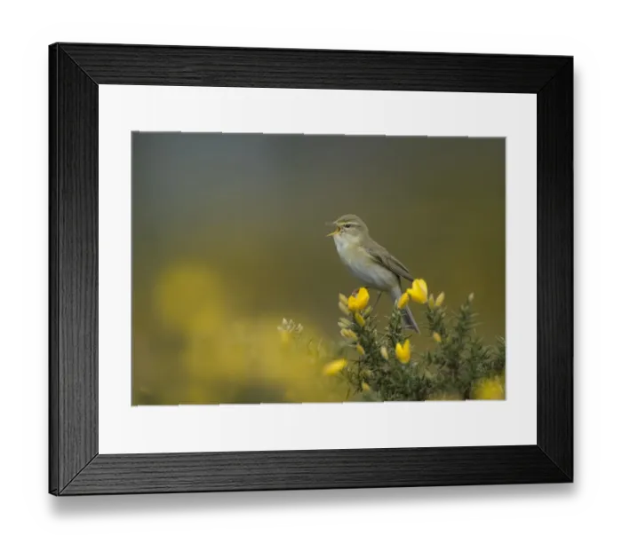 Framed Print : Willow Warbler Phylloscopus trochilus in song Northumberland spring Framed Print : Willow Warbler Phylloscopus trochilus in song Northumberland spring