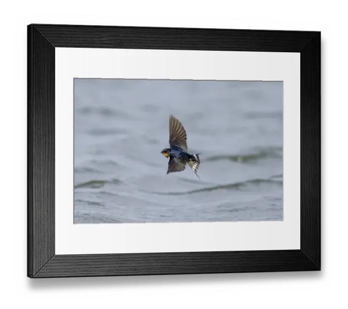 Framed Print : Barn Swallow Hirundo rustica Northumberland spring Framed Print : Barn Swallow Hirundo rustica Northumberland spring