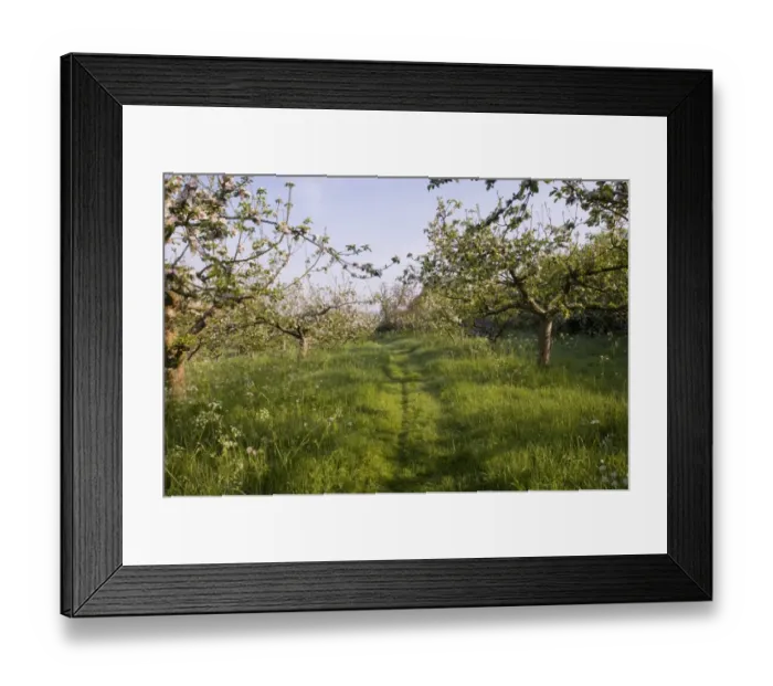 Framed Print : Kentish Orchard in May managed for wildlife Bough Beech Kent Framed Print : Kentish Orchard in May managed for wildlife Bough Beech Kent
