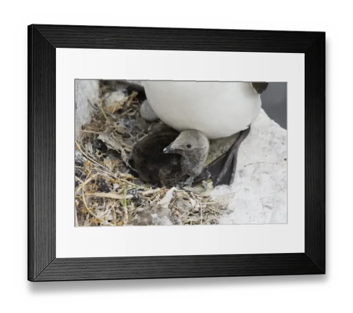 Framed Print : Razorbill Alca torda chick in nest Inner Farne Farne Islands Northumberland summer