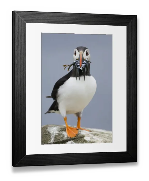 Framed Print : Puffin Fratercula artica with sandeels & seaweed Inner Farne Farne Islands Northumberland Framed Print : Puffin Fratercula artica with sandeels & seaweed Inner Farne Farne Islands Northumberland