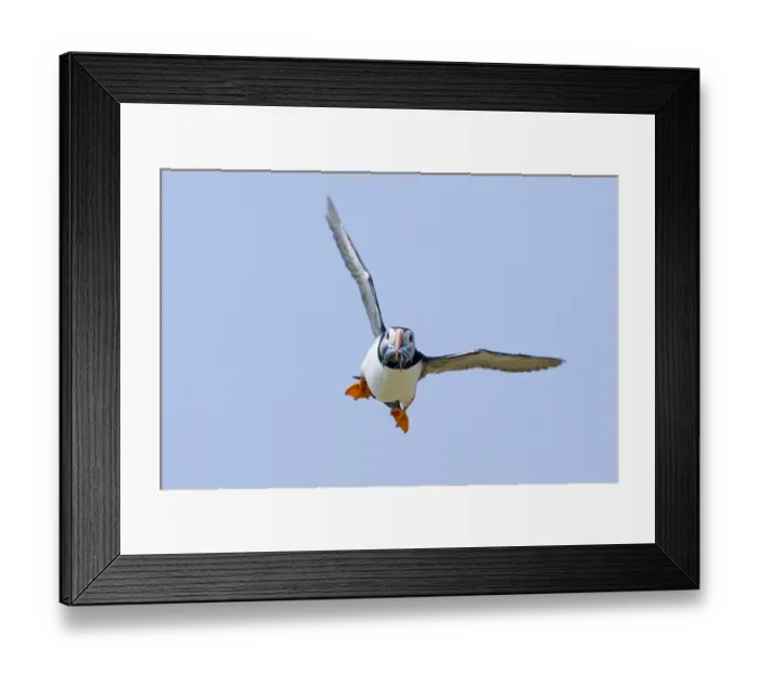 Framed Print : Puffin Fratercula arctica with sand eels Northumberland UK July Framed Print : Puffin Fratercula arctica with sand eels Northumberland UK July
