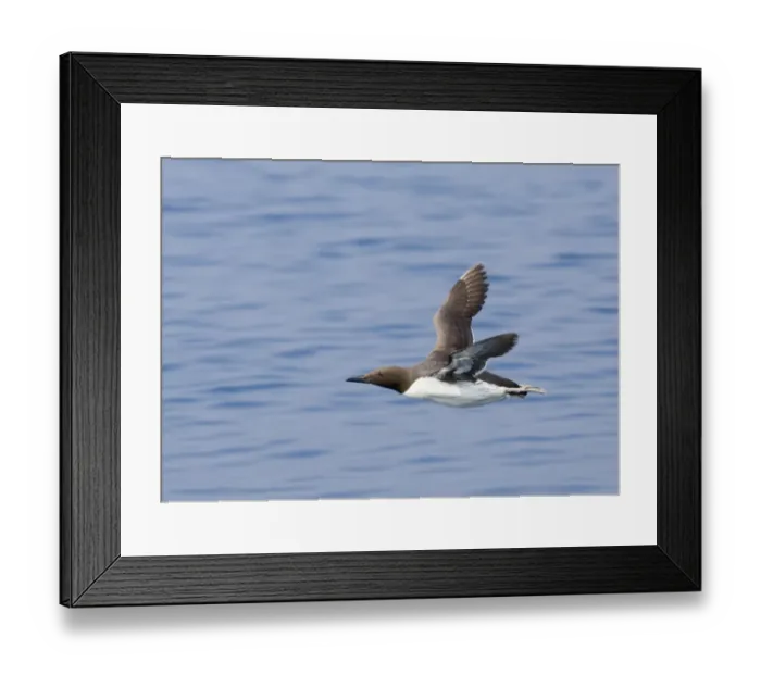Framed Print : Guillemot Uria aalge Inner Farne Farne Islands Northumberland spring Framed Print : Guillemot Uria aalge Inner Farne Farne Islands Northumberland spring