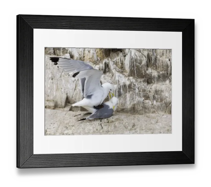 Framed Print : Kittiwake Risa tridactyla pair mating Inner Farne farne Islands Northumberland summer Framed Print : Kittiwake Risa tridactyla pair mating Inner Farne farne Islands Northumberland summer