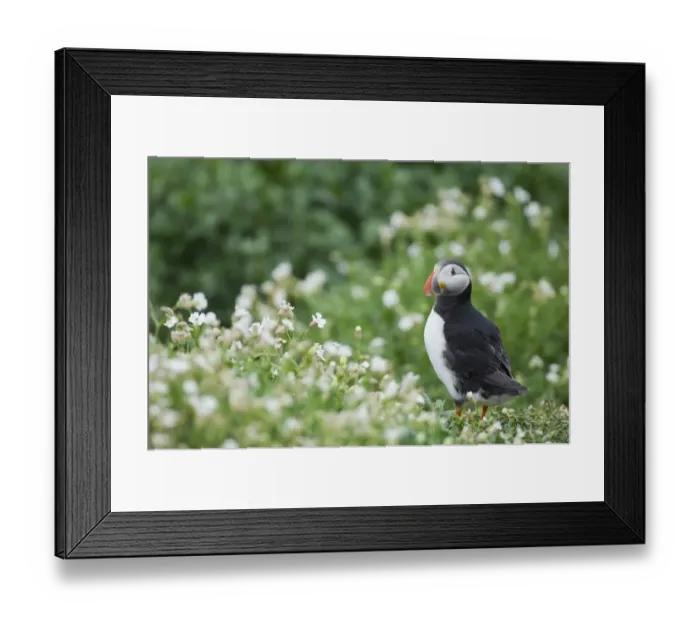 Framed Print : Puffin Fratercula artica amongst white campion Inner Farne Farne Islands Northumberland Framed Print : Puffin Fratercula artica amongst white campion Inner Farne Farne Islands Northumberland