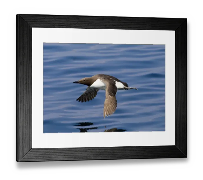 Framed Print : Guilemot Uria aalge UK summer Framed Print : Guilemot Uria aalge UK summer