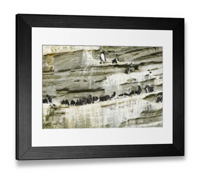 Framed Print : Guilemots Uria aalge breeding on cliff ledge Noss Shetland June Framed Print : Guilemots Uria aalge breeding on cliff ledge Noss Shetland June
