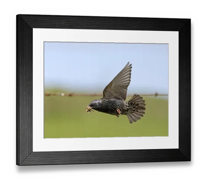 Framed Print : Starling Sturnus vulgaris carrying food to nest Shetland summer Framed Print : Starling Sturnus vulgaris carrying food to nest Shetland summer