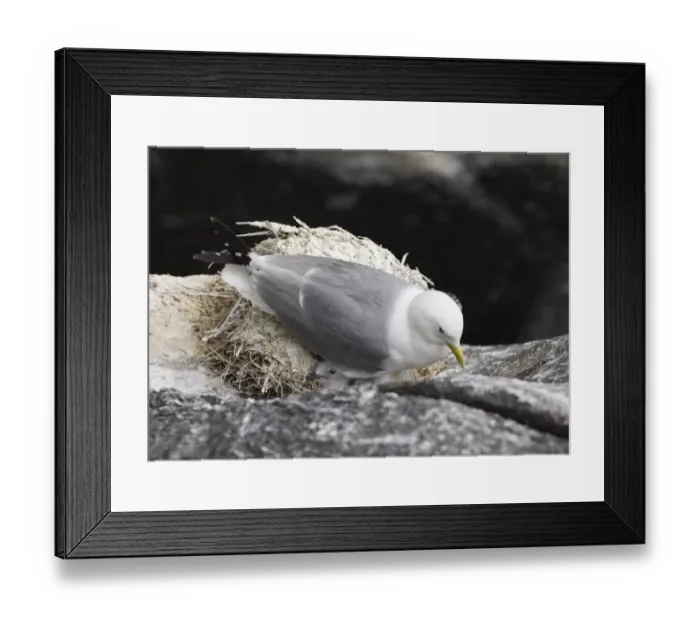 Framed Print : Kittiwake Rissa tridactyla adult and chick on cliffside nest Inner Farne farne Islands Framed Print : Kittiwake Rissa tridactyla adult and chick on cliffside nest Inner Farne farne Islands