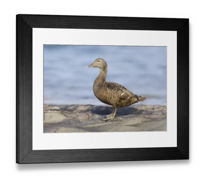 Framed Print : Eider Somateria mollissima female Northumberland summer Framed Print : Eider Somateria mollissima female Northumberland summer