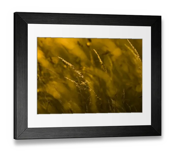 Framed Print : Grass at sunset Framed Print : Grass at sunset