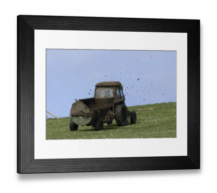 Framed Print : Muck spreading on grazing land Fetlar Shetland Scotland June Framed Print : Muck spreading on grazing land Fetlar Shetland Scotland June