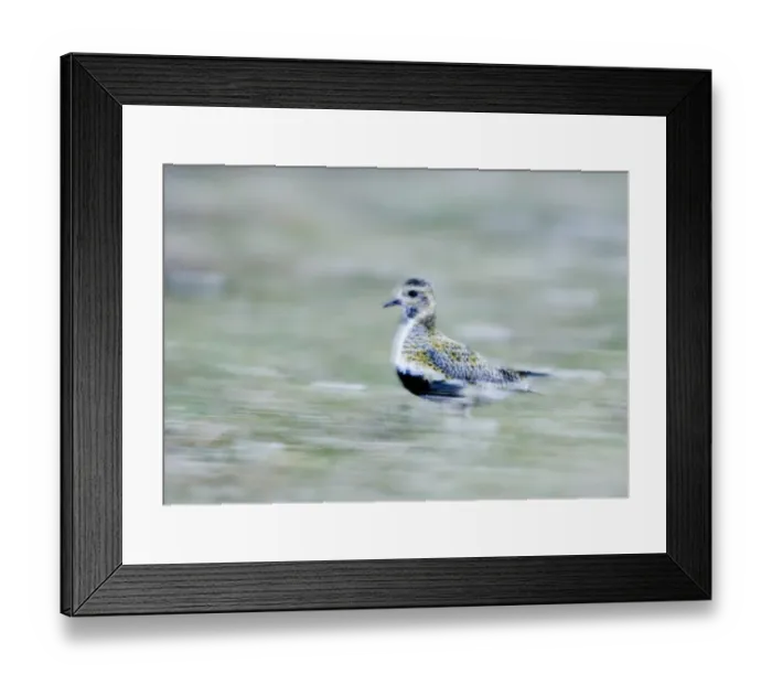 Framed Print : Golden Plover Pluvialis apricaria Shetland summer Framed Print : Golden Plover Pluvialis apricaria Shetland summer
