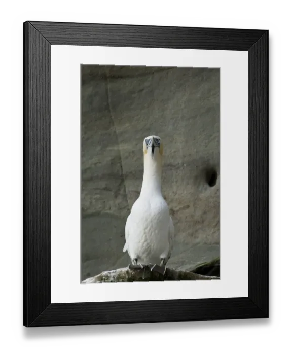 Framed Print : Gannet Sula bassana Noss Shetland summer Framed Print : Gannet Sula bassana Noss Shetland summer