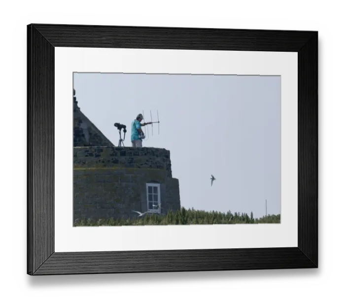 Framed Print : Radio tracking seabirds on Inner Farne Northumberland summer Framed Print : Radio tracking seabirds on Inner Farne Northumberland summer