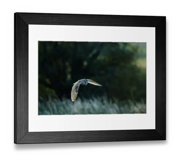 Framed Print : Barn Owl Tyto alba hunting over grazing marshes on a summers evening Cley North Norfolk Framed Print : Barn Owl Tyto alba hunting over grazing marshes on a summers evening Cley North Norfolk