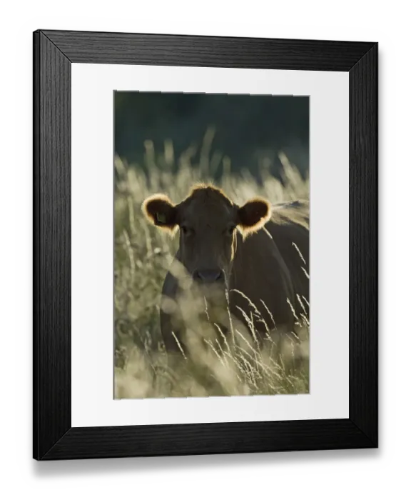 Framed Print : Cow on grazing marsh North Norfolk Framed Print : Cow on grazing marsh North Norfolk