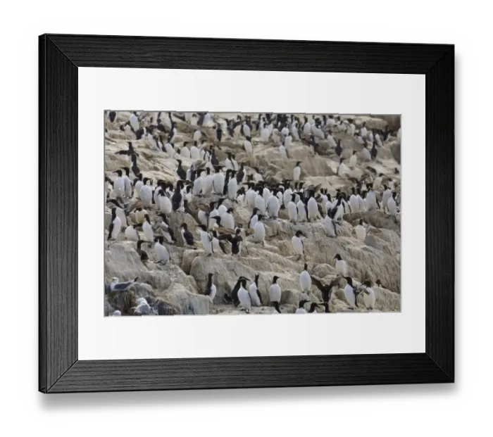 Framed Print : Guillemot Uria aalge adults on cliff top in breeding colony Inner Farne Farne Islands Framed Print : Guillemot Uria aalge adults on cliff top in breeding colony Inner Farne Farne Islands