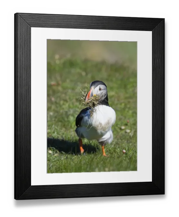 Framed Print : Puffin Fratercula artica collecting nest material Sumburgh Shetland summer Framed Print : Puffin Fratercula artica collecting nest material Sumburgh Shetland summer