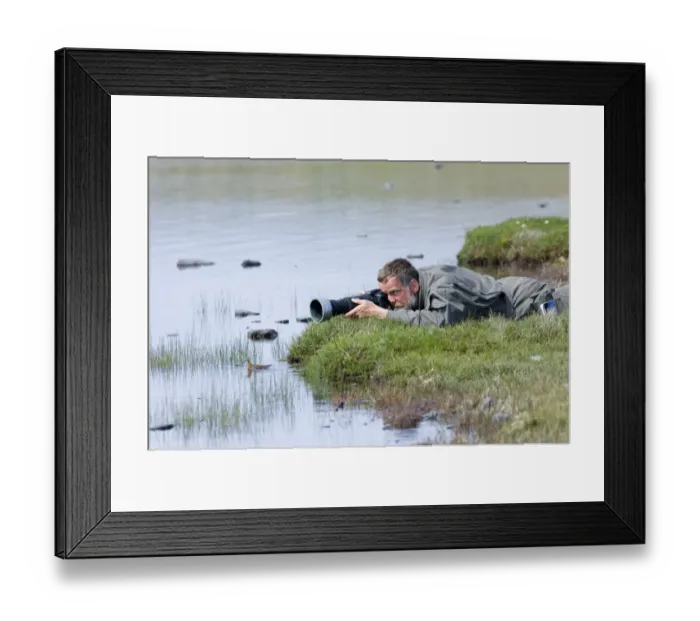 Framed Print : Photographer photographing Red-necked Phalaropes on Loch Funzie Fetlar Shetland summer Framed Print : Photographer photographing Red-necked Phalaropes on Loch Funzie Fetlar Shetland summer