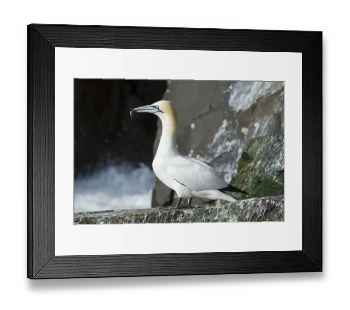 Framed Print : Gannet Sula bassana Noss Shetland summer Framed Print : Gannet Sula bassana Noss Shetland summer