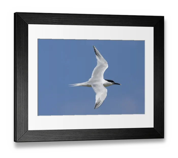 Framed Print : Sandwich Tern Sterna sandvicensis Inner Farne Northumberland July