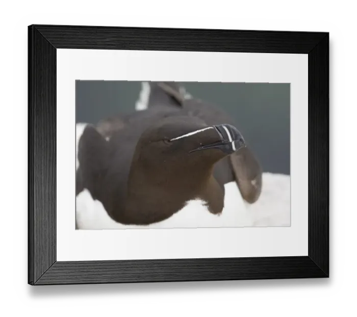 Framed Print : Razorbill Alca torda Inner Farne Farne Islands Northumberland summer