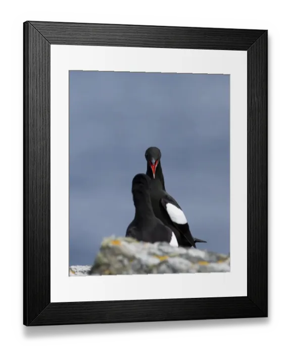Framed Print : Black Guilemots Cepphus grylle in display Mousa Shetland summer Framed Print : Black Guilemots Cepphus grylle in display Mousa Shetland summer
