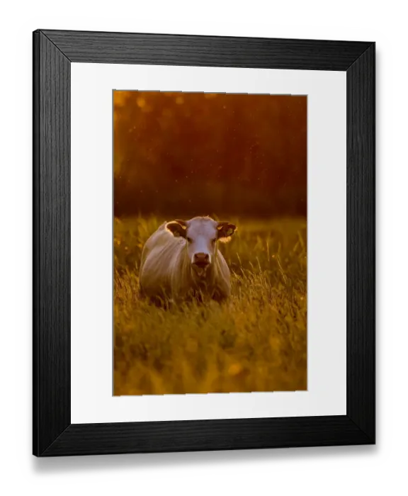 Framed Print : Cow at dusk on grazing marsh Cley Norfolk July Framed Print : Cow at dusk on grazing marsh Cley Norfolk July