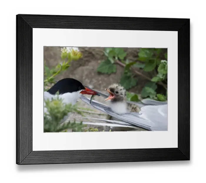 Framed Print : Arctic Tern Sterna paradisaea feeding chick Inner Farne Northumberland July UK Framed Print : Arctic Tern Sterna paradisaea feeding chick Inner Farne Northumberland July UK