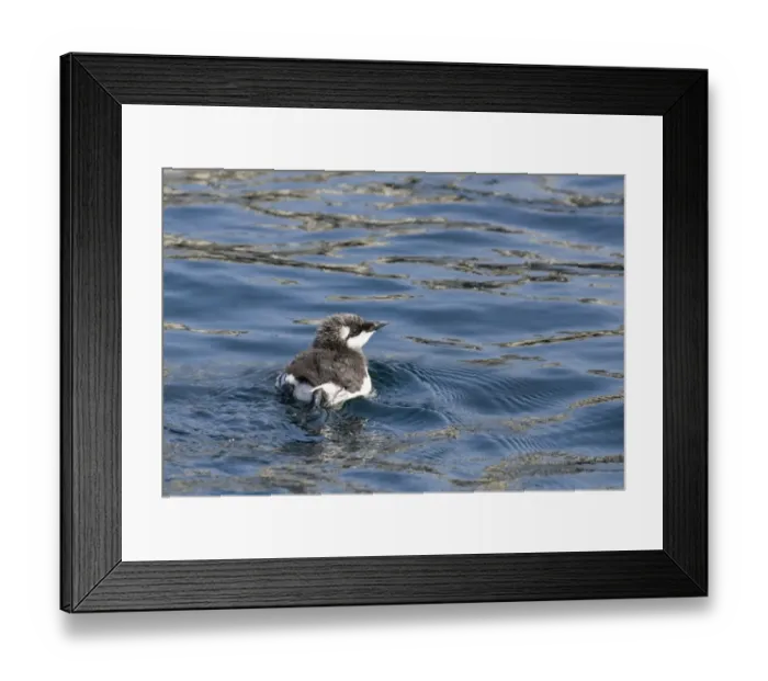 Framed Print : Guillemot Uria aalge chick on sea Inner Farne Farne Islands Northumberland spring Framed Print : Guillemot Uria aalge chick on sea Inner Farne Farne Islands Northumberland spring