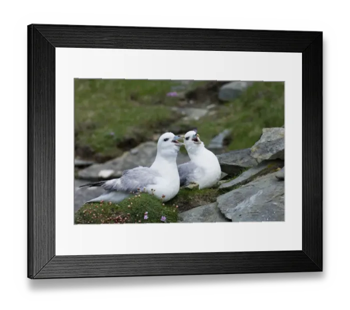 Framed Print : Fulmar Fulmarus glacialis in courtship ritual Mousa Shetland June Framed Print : Fulmar Fulmarus glacialis in courtship ritual Mousa Shetland June