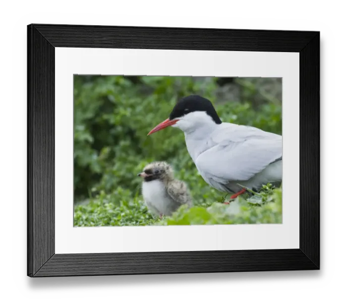 Framed Print : Arctic Tern with chick Inner Farne Northumberland Framed Print : Arctic Tern with chick Inner Farne Northumberland
