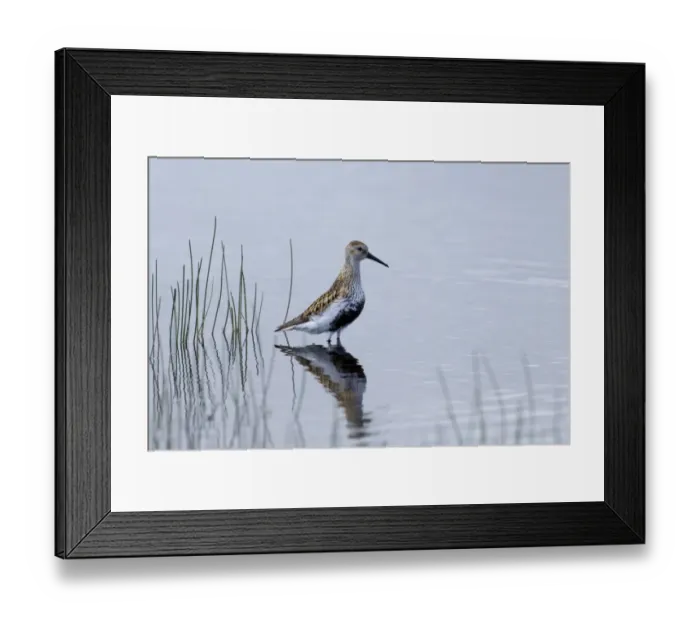 Framed Print : Dunlin Calidris alpina in breeding plumage Loch Funzie Fetlar Shetland summer Framed Print : Dunlin Calidris alpina in breeding plumage Loch Funzie Fetlar Shetland summer