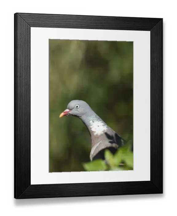 Framed Print : Wood Pigeon Columba palumbus in garden Norfolk UK summer Framed Print : Wood Pigeon Columba palumbus in garden Norfolk UK summer