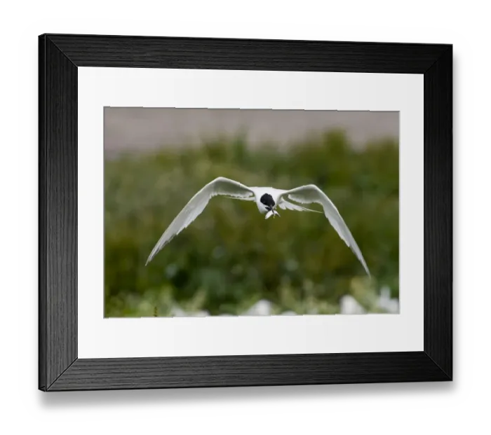 Framed Print : Sandwich Tern Sterna sandvicensis Inner Farne Northumberland July