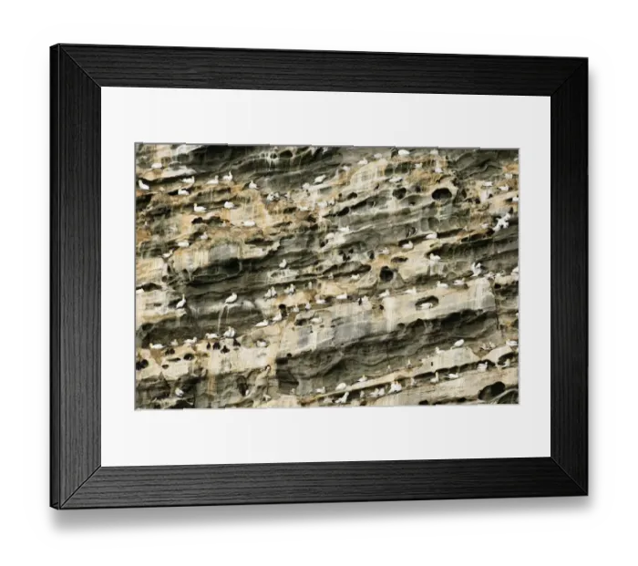 Framed Print : Seabird cliff with breeding Gannets (Sula bassana) Noss Shetland summer Framed Print : Seabird cliff with breeding Gannets (Sula bassana) Noss Shetland summer
