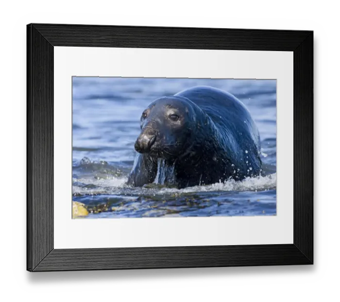 Framed Print : Grey Seal Halichoerus gryphus bull Shetland summer