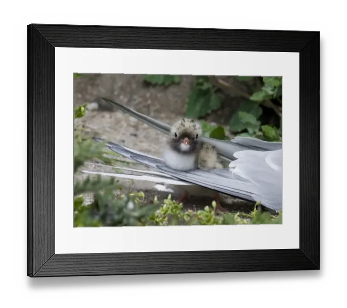 Framed Print : Arctic Tern Sterna paradisaea with chick Inner Farne Northumberland July UK Framed Print : Arctic Tern Sterna paradisaea with chick Inner Farne Northumberland July UK