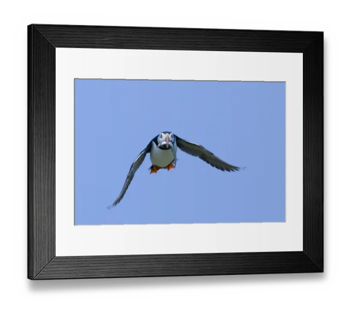 Framed Print : Puffin Fratercula arctica with fish Northumberland UK July Framed Print : Puffin Fratercula arctica with fish Northumberland UK July