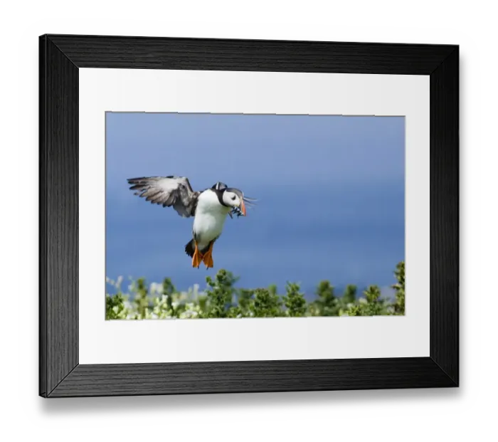 Framed Print : Puffin Fratercula arctica with sand eels Northumberland UK July Framed Print : Puffin Fratercula arctica with sand eels Northumberland UK July