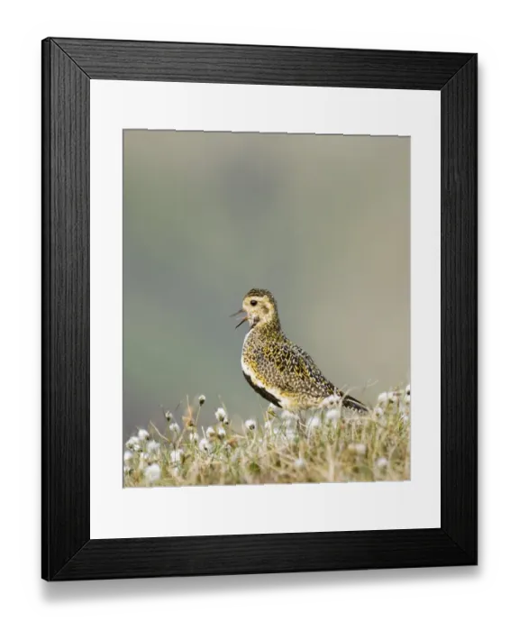 Framed Print : Golden Plover Pluvialis apricaria breeding on bog Shetland June Framed Print : Golden Plover Pluvialis apricaria breeding on bog Shetland June