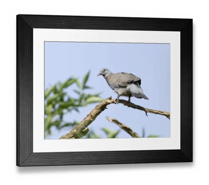 Framed Print : Woodpigeon Columba palumbus (squab) fledgling not long out of the nest July UK Framed Print : Woodpigeon Columba palumbus (squab) fledgling not long out of the nest July UK