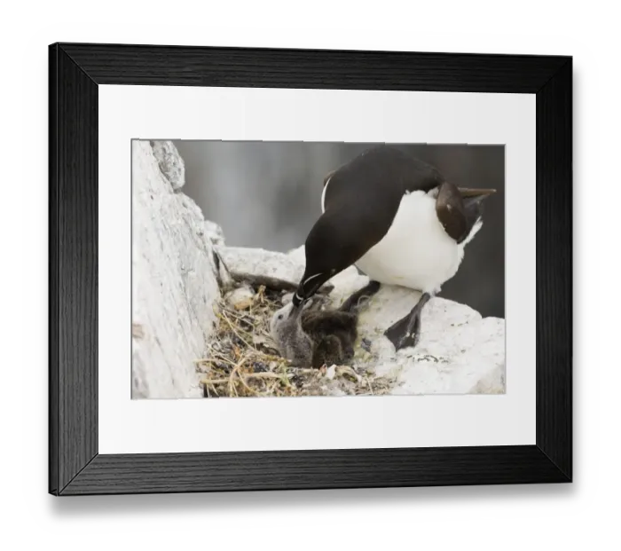 Framed Print : Razorbill Alca torda feeding chick in nest Inner Farne Farne Islands Northumberland Framed Print : Razorbill Alca torda feeding chick in nest Inner Farne Farne Islands Northumberland