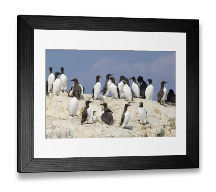 Framed Print : Guillemot Uria aalge adults on cliff top in breeding colony Inner Farne Farne Islands Framed Print : Guillemot Uria aalge adults on cliff top in breeding colony Inner Farne Farne Islands