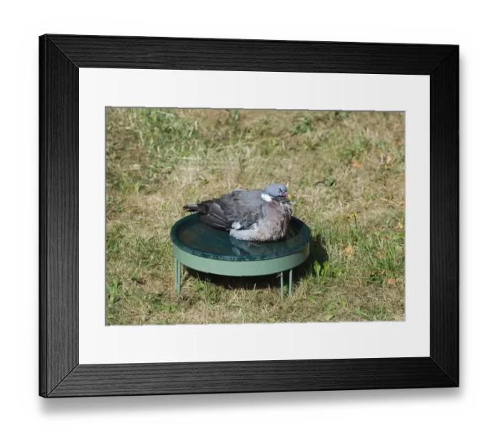 Framed Print : Wood Pigeon Columba palumbus bathing in bird bath in garden Norfolk UK summer Framed Print : Wood Pigeon Columba palumbus bathing in bird bath in garden Norfolk UK summer